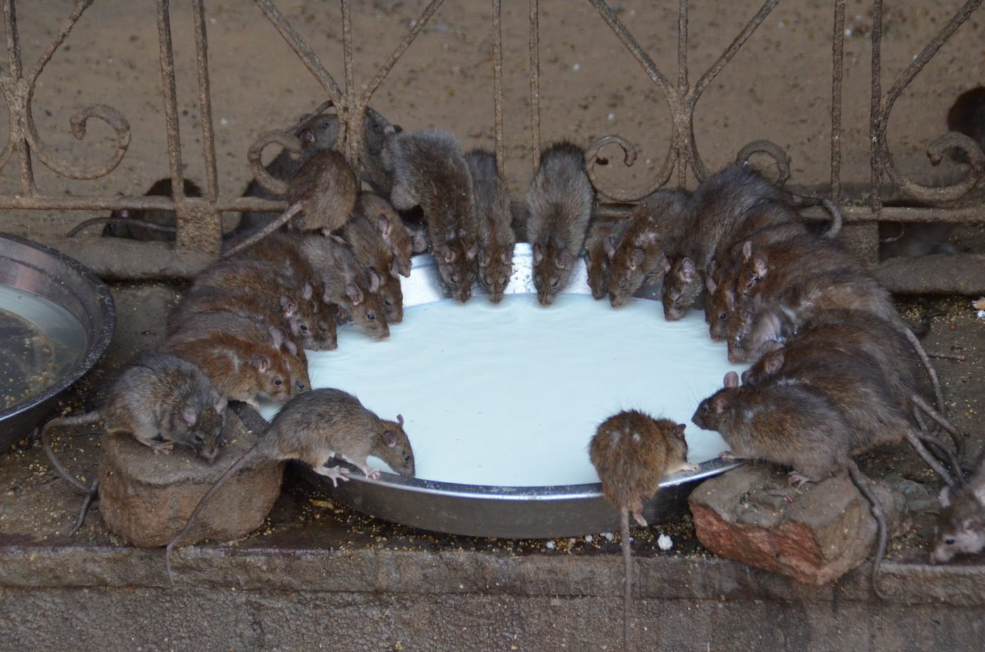 Karni Mata Temple, Deshnoke, Rajasthan - photograph 3