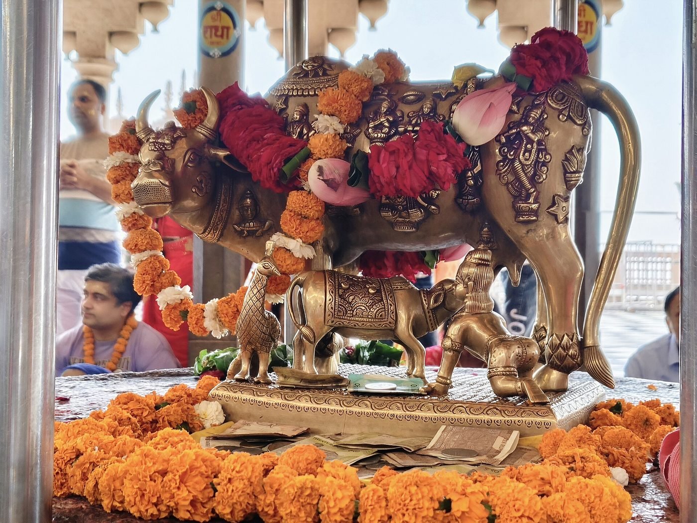 Shri Radha Rani Temple, Barsana, Barsana, Uttar Pradesh - photograph 3
